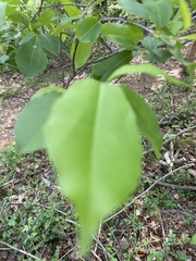 Eriophyes cerasicrumena