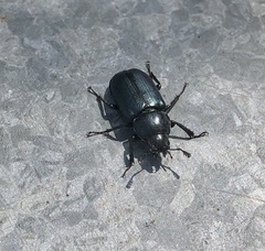Platycerus oregonensis