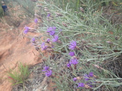 Oocephala staehelinoides