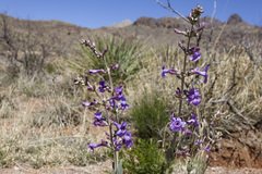 Penstemon fendleri