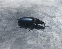 Platycerus oregonensis