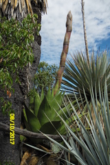 Agave gentryi