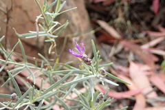Oocephala staehelinoides