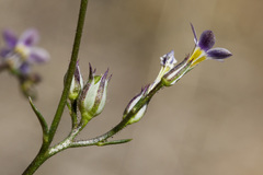 Gilia mexicana