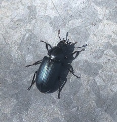 Platycerus oregonensis