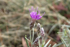 Oocephala staehelinoides