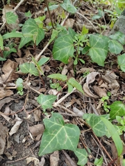 Hedera helix