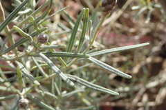 Oocephala staehelinoides