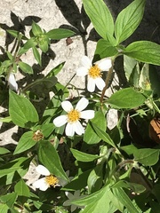Bidens alba