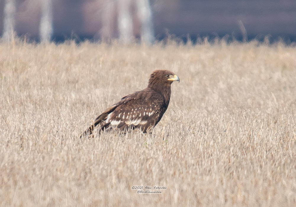 iNaturalist.org. А. Яковлев, Яльчикский р-н Чувашия, май 2021