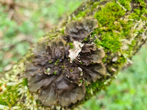 scaly pelt lichen