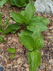 Symplocarpus foetidus