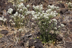 Lepidium thurberi