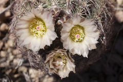 Echinomastus intertextus