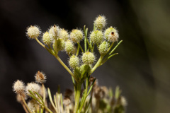 Spermolepis lateriflora