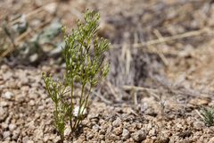 Spermolepis lateriflora