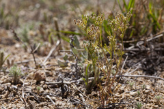 Spermolepis lateriflora