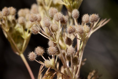 Spermolepis lateriflora