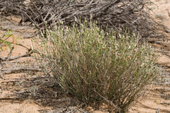 Baccharis wrightii