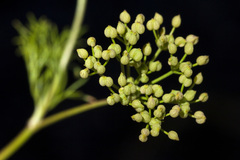 Spermolepis organensis
