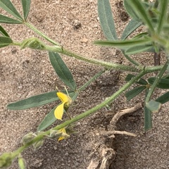 Crotalaria steudneri
