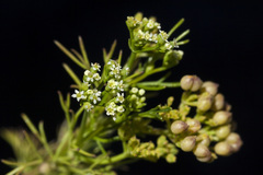 Spermolepis organensis