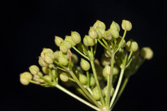 Spermolepis organensis