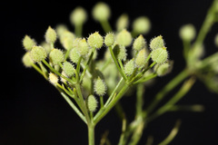Spermolepis echinata