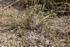 Spermolepis echinata