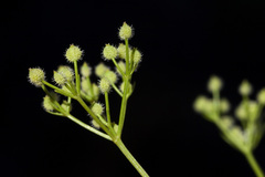 Spermolepis echinata