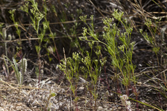 Spermolepis echinata