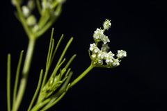 Spermolepis echinata