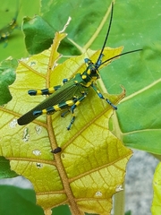 Chromacris psittacus