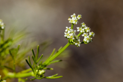 Organ Mountains scaleseed (Spermolepis organensis)