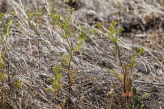 Spermolepis organensis