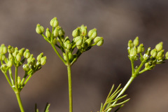 Spermolepis organensis