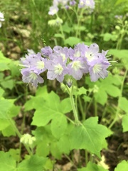 Hydrophyllum appendiculatum