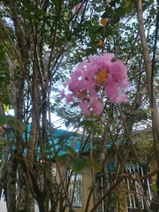 Magnoliopsida