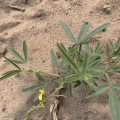 Crotalaria steudneri