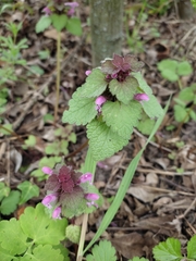 Lamium purpureum