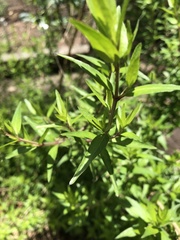 Anisacanthus quadrifidus wrightii