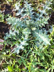 Cirsium vulgare