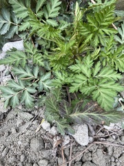 Geum canadense camporum