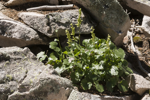 Capitan Mountains alumroot (Heuchera woodsiaphila)