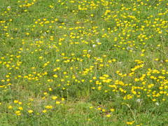Ranunculus multifidus
