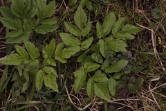 Aegopodium podagraria
