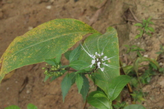 Orthosiphon aristatus