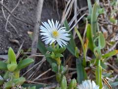 Delosperma patersoniae