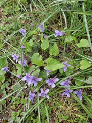 Viola reichenbachiana
