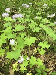 Hydrophyllum appendiculatum